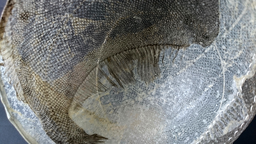 Detail of bowl
