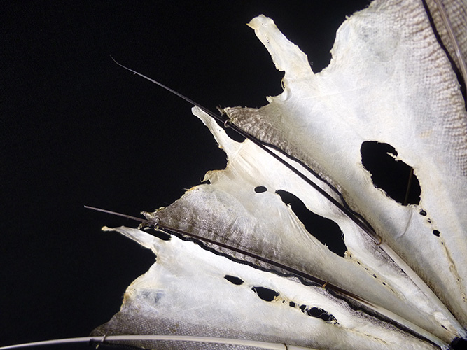 Detail of fan – Gurnard skin, gull feathers and copper