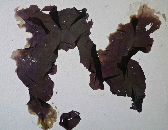 seaweed pressing