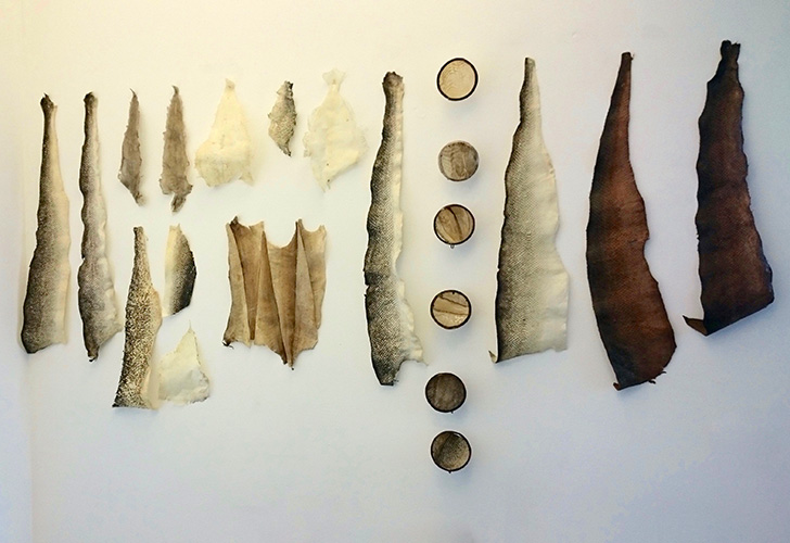 A selection of tanned fish skins